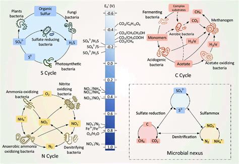 Redox Potentials Distribution Of Typical Reactions And Element Cycles