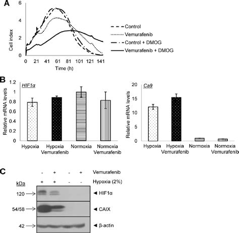 Figure 1 From Anti Chondroitin Sulfate Proteoglycan 4 Specific