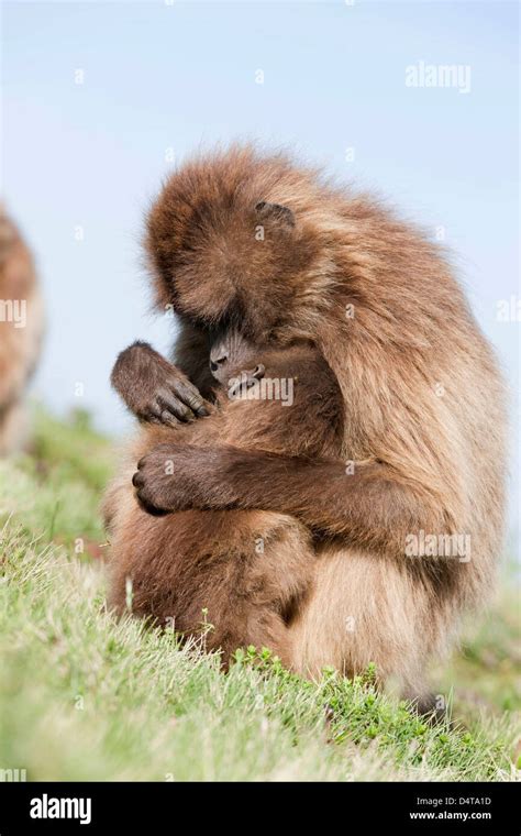 Gelada Gelada Baboon Theropithecus Gelada Ethiopia Stock Photo Alamy