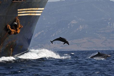 Strengthening Marine Biodiversity through Maritime Spatial Planning | WWF