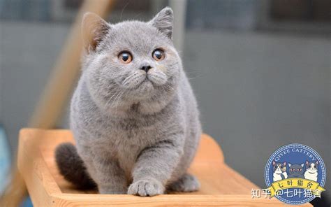 英短蓝猫为什么叫蓝猫？ 知乎