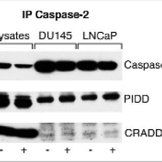 Caspase 2 Forms Complexes With CRADD RAIDD And PIDD DU145 And LNCaP