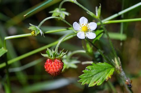 Walderdbeeren Auf Dem Balkon Tipps Zu Sorten And Pflege