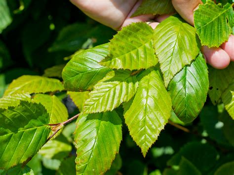 Hornbeam Hedges — Hampshire Hedges