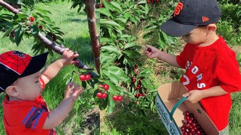 Sun Valley Cherry Farm Cherry Picking Youtube