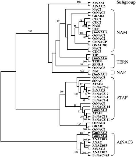 Phylogenetic Tree Of Nac Proteins In Plants Numbers At The Nodes Of