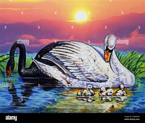 Swan with oil line hi-res stock photography and images - Alamy