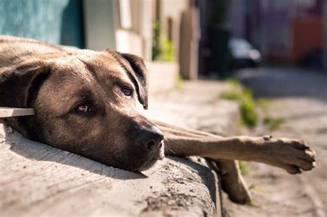 Homem que matou filhote de cachorro a pauladas é indiciado por maus