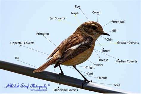 Bodyparts Birds Of India