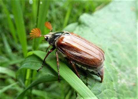 Insect of the day: the May bug – A Year of discovering Stroud's wildlife