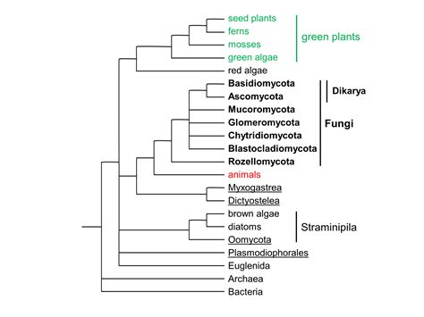 Fungi Organismal Biology