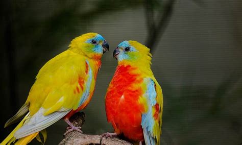 Good Parakeet Names for Blue, Green, Males & Cute Females - Petnamee