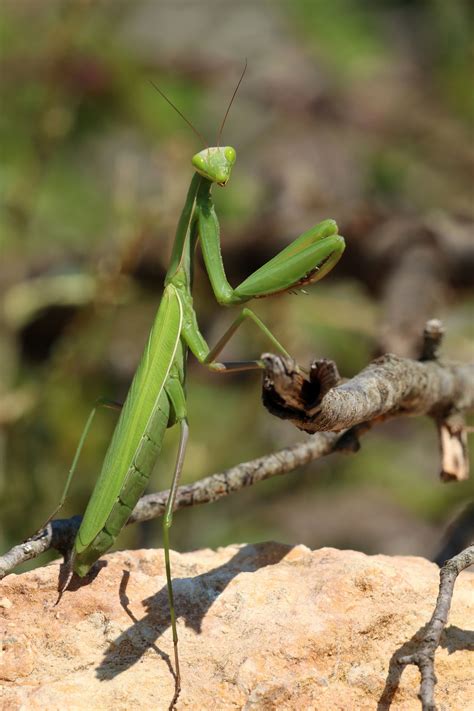 Praying Mantis Habitat: Exploring Where These Insects Dwell - Animal Sake