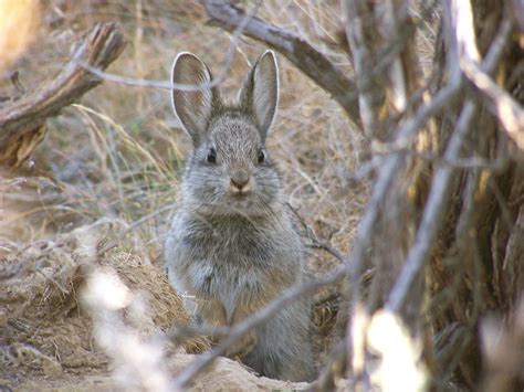 WDFW seeks public comment on pygmy rabbit status review | Washington ...