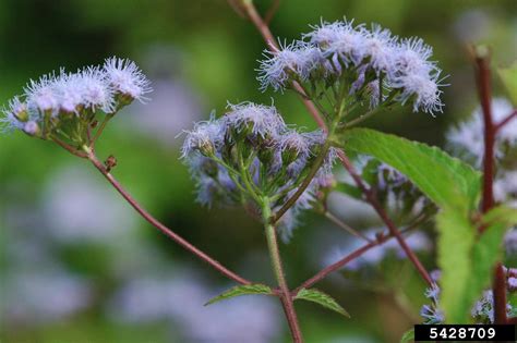 Blue Mistflower Conoclinium Coelestinum