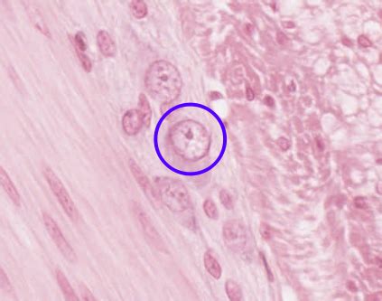 Histo Test Mitosis Cell Staining Epithelium And Glands Flashcards