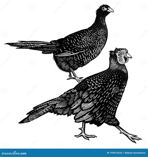 Domestic Birds Pheasants Black And White Graphics Stock Vector