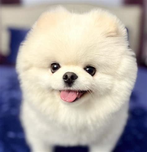 Everything You Need To Know About A White Pomeranian - Dog Wish