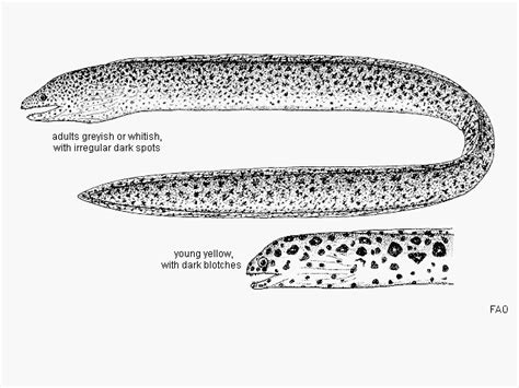 Gymnothorax Pictus Paintspotted Moray Fishbase