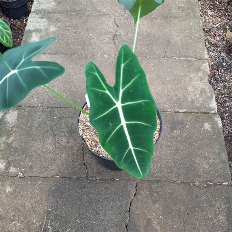 Jual Tanaman Hias Jenis Aroid Alocasia Frydek Neon Shopee Indonesia