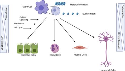 Histone Modifications In Stem Cell Development And Their Clinical