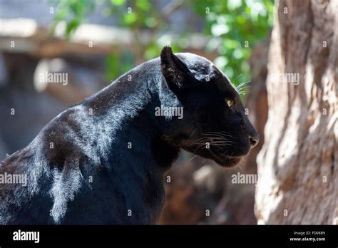 Black jaguar animal hi-res stock photography and images - Alamy