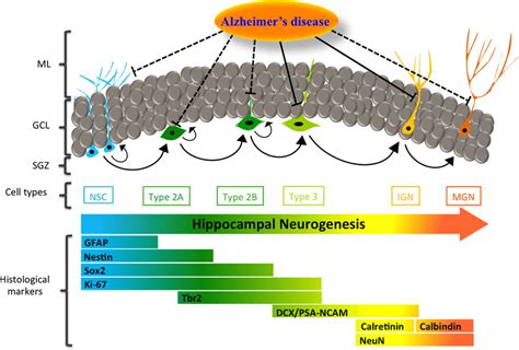 During Adult Hippocampal Neurogenesis In Humans The Number Of Immature