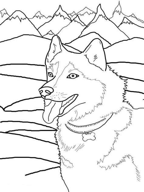 Coloriages Husky Imprimer Sur Wonder Day