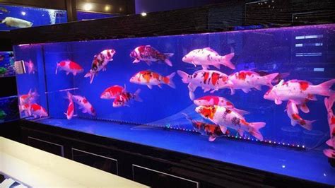 Aquariums Cara Memelihara Ikan Koi Di Aquarium Dengan Baik Dan Benar