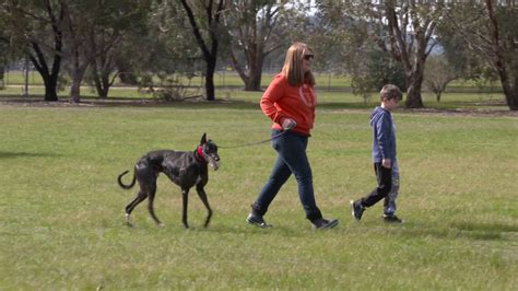 Educational Videos - Greyhound Care & Standards