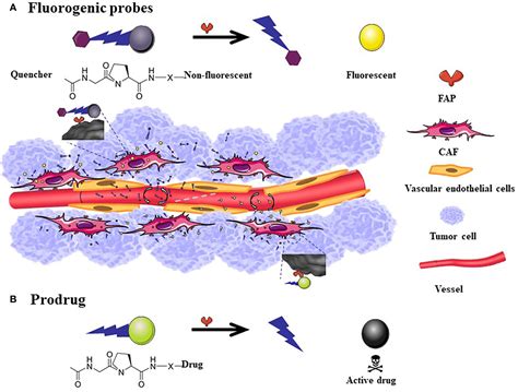 Frontiers Fibroblast Activation Protein As A Target In The Bench To