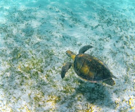 Swimming With Sea Turtles In Akumal Mexico Traveldads