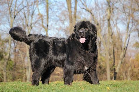 Dogs with Webbed Feet – Why Do They Have Them?