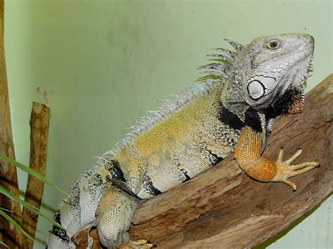 The Online Zoo - Green Iguana