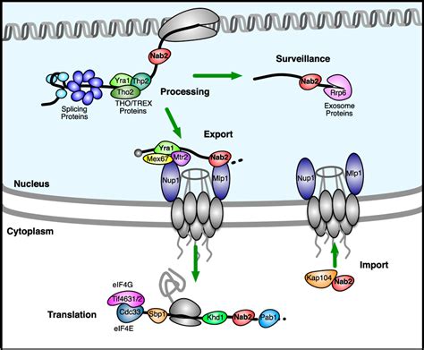 Figure 1 From Quantitative Proteomic Analysis Reveals Concurrent Rna