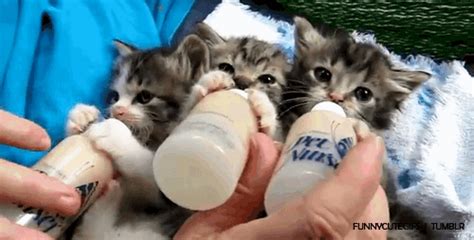 The 46 Cutest Cat GIFs Ever