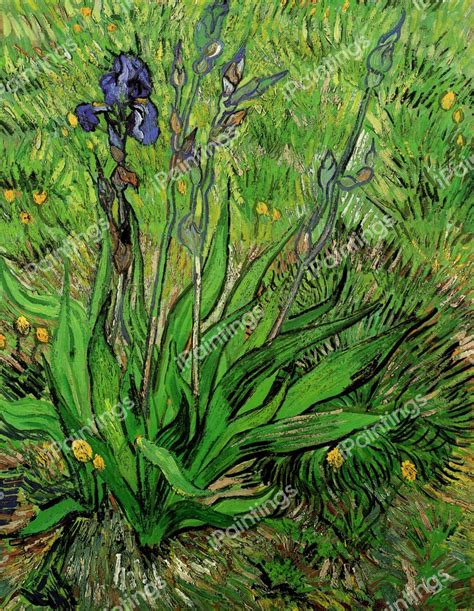 The Iris Painting by Vincent Van Gogh Reproduction | iPaintings.com