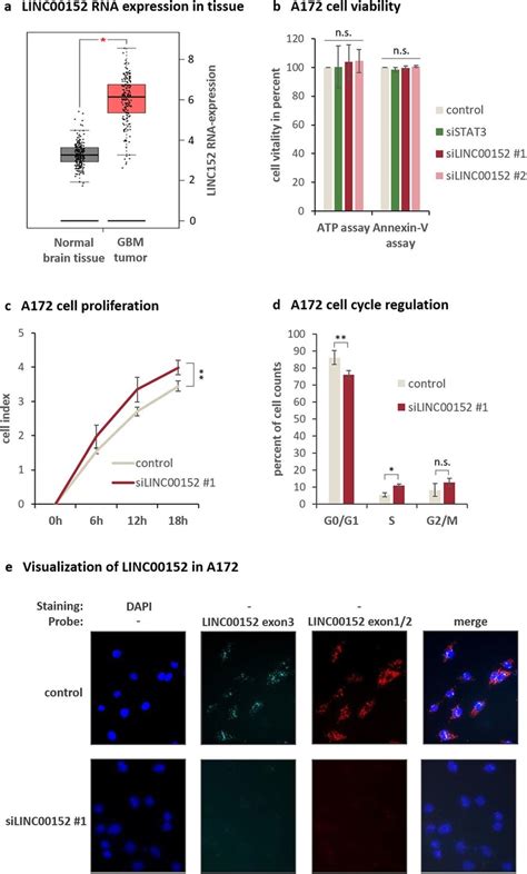 Characterization Of Linc00152 Functions In A172 Glioblastoma Cells A