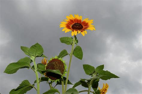 Top Imagen Figura De Un Girasol Abzlocal Mx