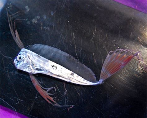 Juvenile oarfish offered up for sale in Japan | Reef Builders | The ...