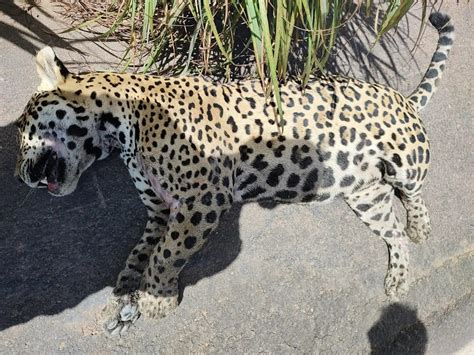 Ouril Ndia Do Norte On A Pintada Morre Atropelada Na Rodovia Pa