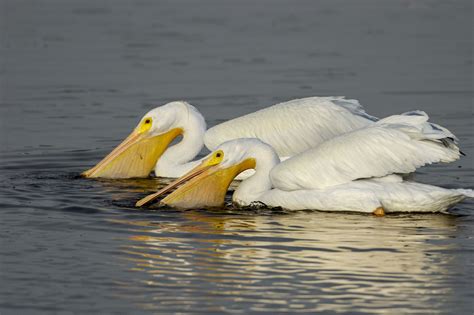 American White Pelican | Bird of Prey | Ornithologist