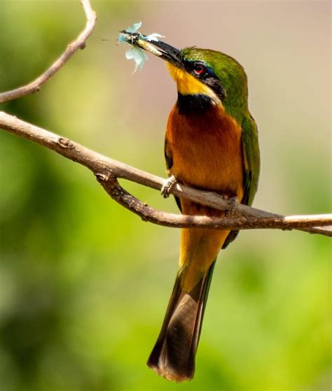 Uganda Bird Watching Tours Come To The Sipi Falls Birding Tour