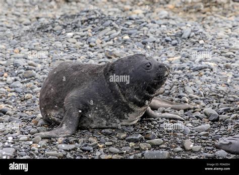 Baby elephant seal in water hi-res stock photography and images - Alamy