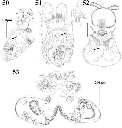 Genital Structures 5052 Ovipositor 50 Caribeacarus Armasi N Sp Download Scientific