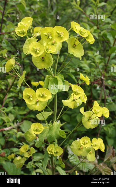 Spurge euphorbia family fotografías e imágenes de alta resolución Alamy