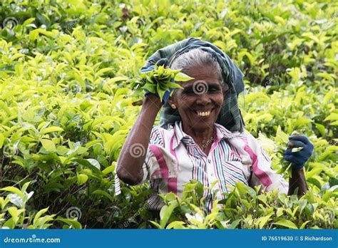 Sri Lankan Tea Picker Editorial Image Cartoondealer