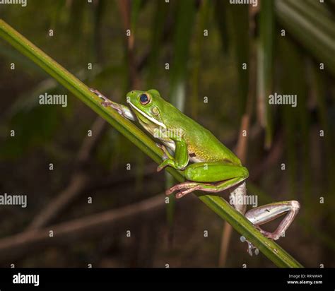 Australian Green Tree Frog Stock Photo Alamy