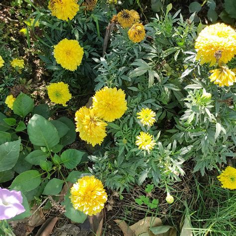 Why Are My Marigold Dying Best Tips To Revive