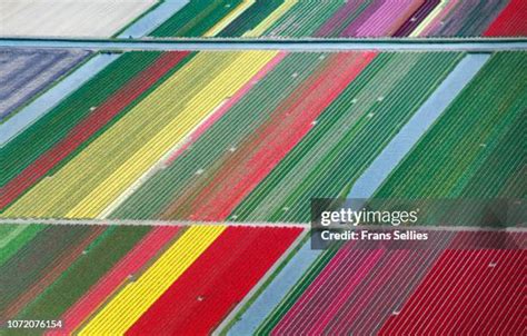 6,704 Tulip Fields In The Netherlands Stock Photos, High-Res Pictures ...